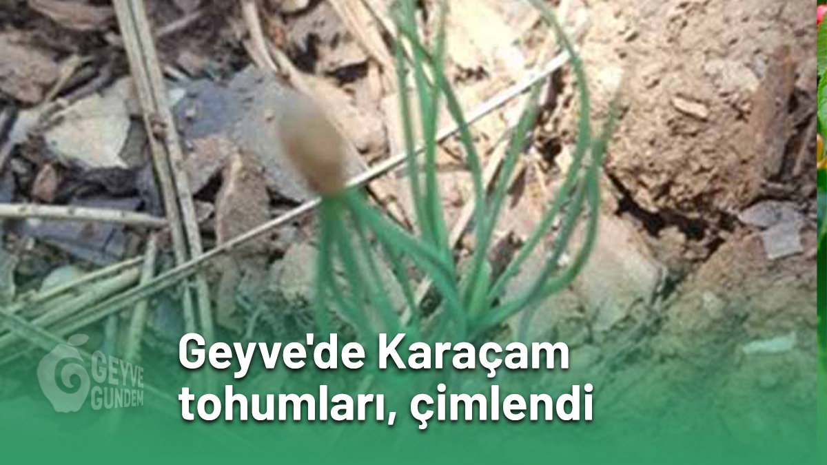 Geyve'de Karaçam tohumları çimlendi