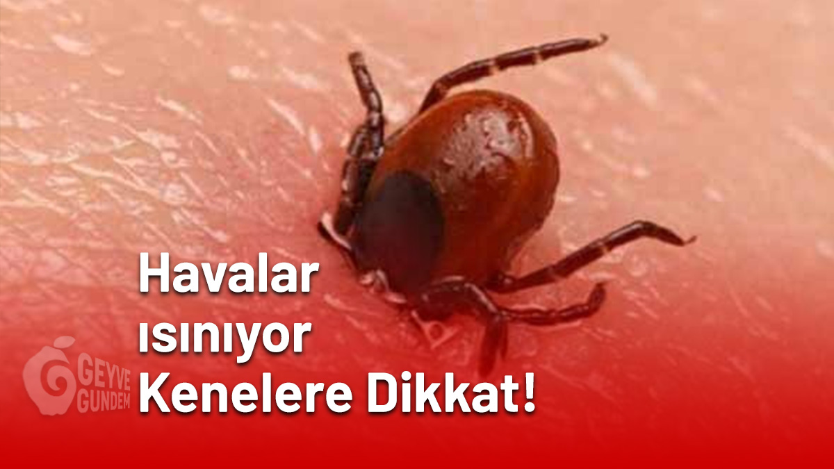 Havalar ısınıyor, kenelere dikkat!